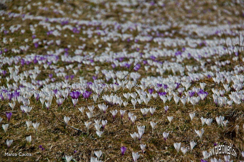 22_Tappeto di crocus.JPG